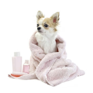 Dog Grooming